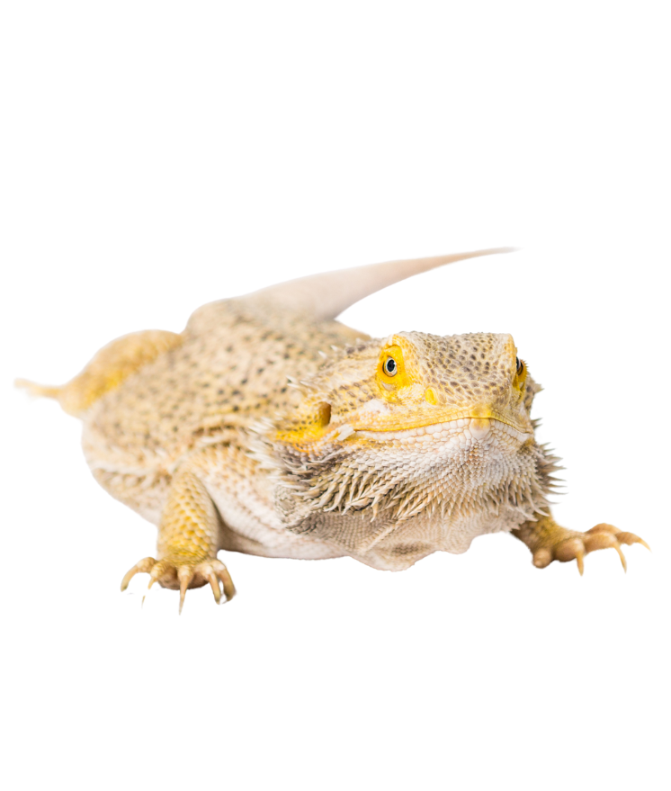 For Reptiles & Amphibians