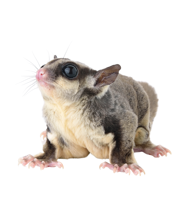For Mammals