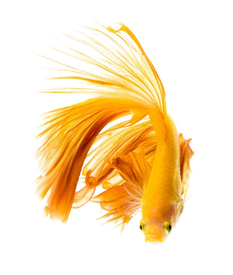 For Fish & Birds