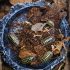 Gestroi Isopods (Armadillidium Gestroi)