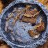 Powder Blue Isopods (Porcellionides Pruinosus)
