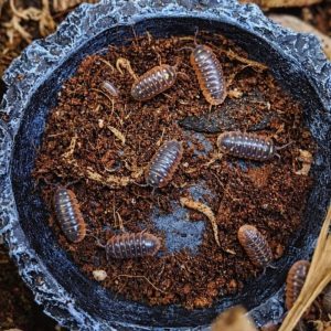 Clown Isopods (Armadillidium Klugii)