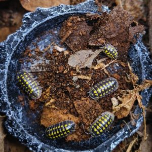 Gestroi Isopods (Armadillidium Gestroi)