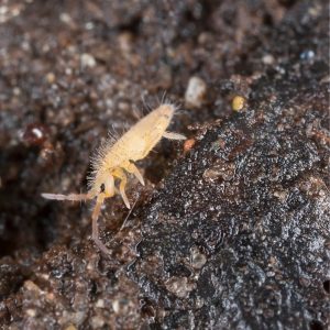 Springtails (Collembola)