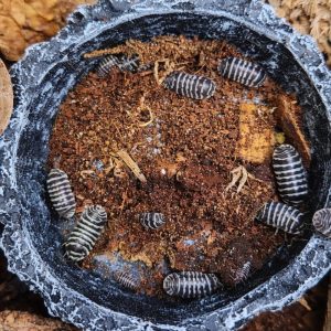 Zebra Isopods (Armadillidium Maculatum)