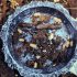 Spiky Pineapple Isopods