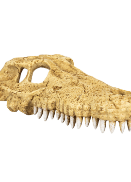 Wacool Crocodile Skull Hide Cave